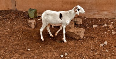 The Global Game Project: Zambia