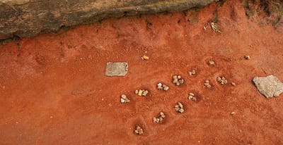 The Global Game Project: Malaysia