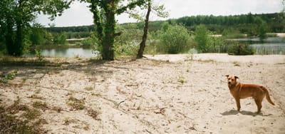 ‘Dog Ownership’ may be this year’s best indie game.