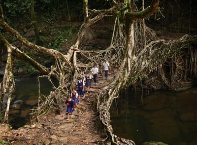India’s "living bridges" evoke the moss-covered ruins of Dark Souls