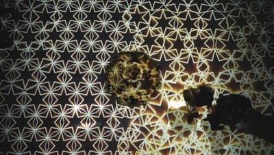 Digital Arabesques enhances the splendor of Islamic art with virtual reality