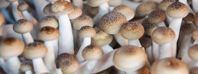 The cultural origins of the Mushroom Kingdom