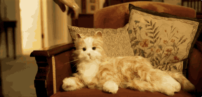 Why visit your relatives when you can send them creepy robot cats?