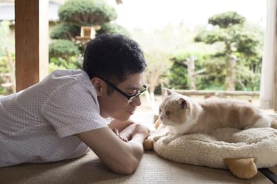 Prepare your cat butts for a live-action Neko Atsume movie
