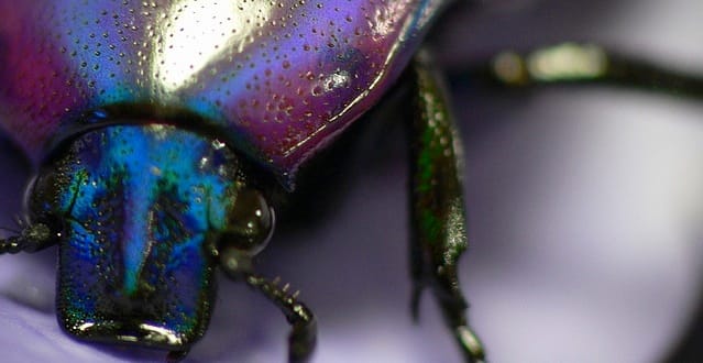 Why I Drink the Purple Rain